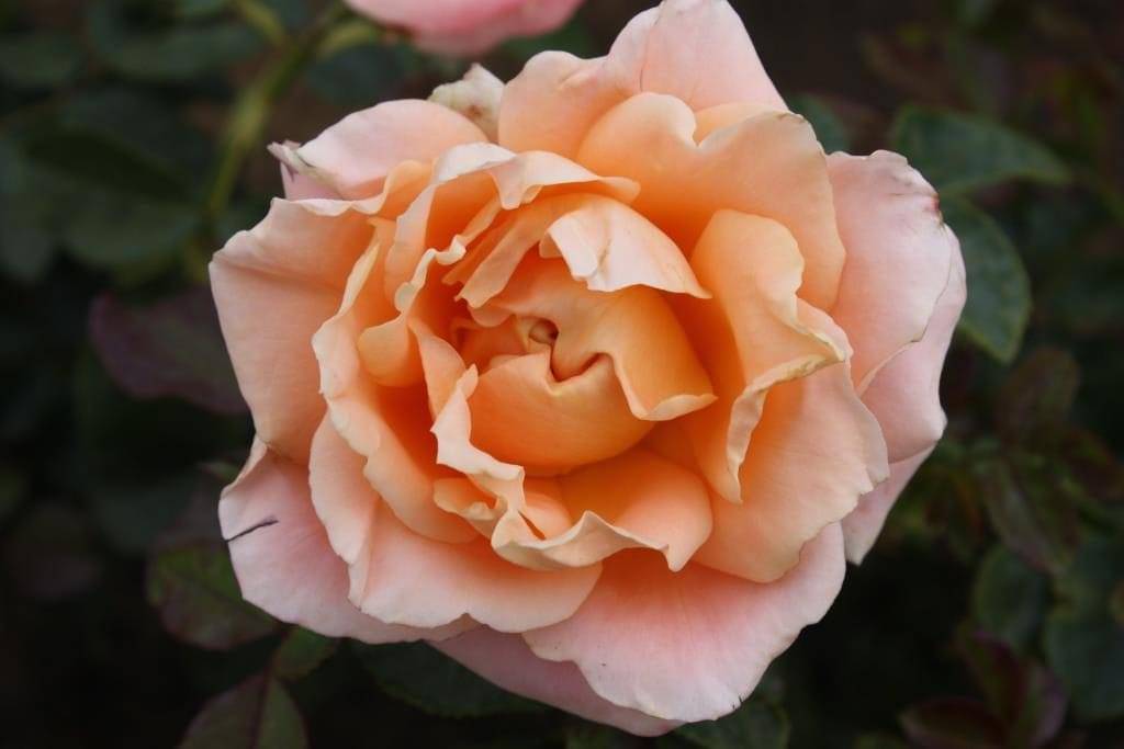 Роза флорибунда – описание, сорта с фото, посадка и уход