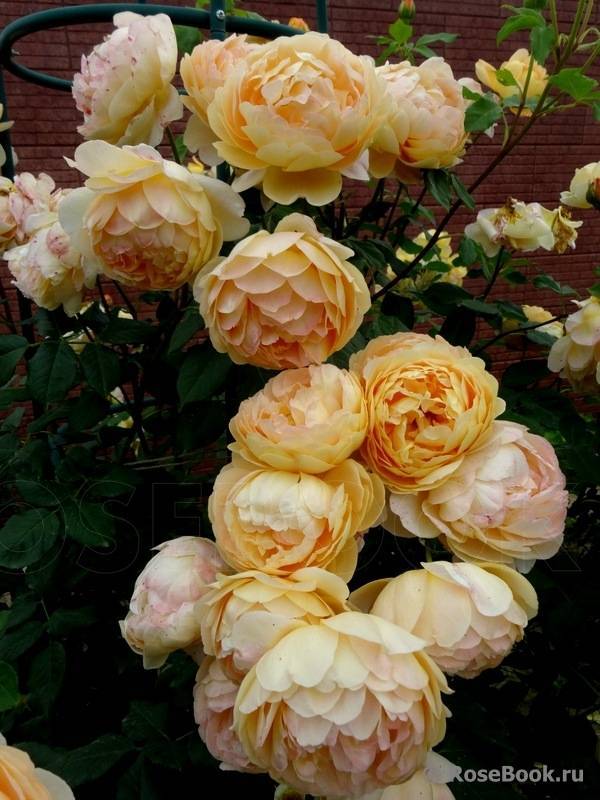 Роза голден селебрейшен (golden celebration): описание сорта, варианты применения в ландшафте + посадка, уход и отзывы