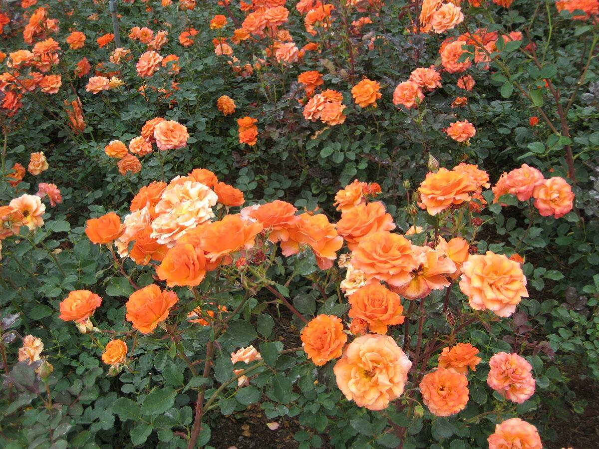Роза гольдэльзе и партнеры - садоводик