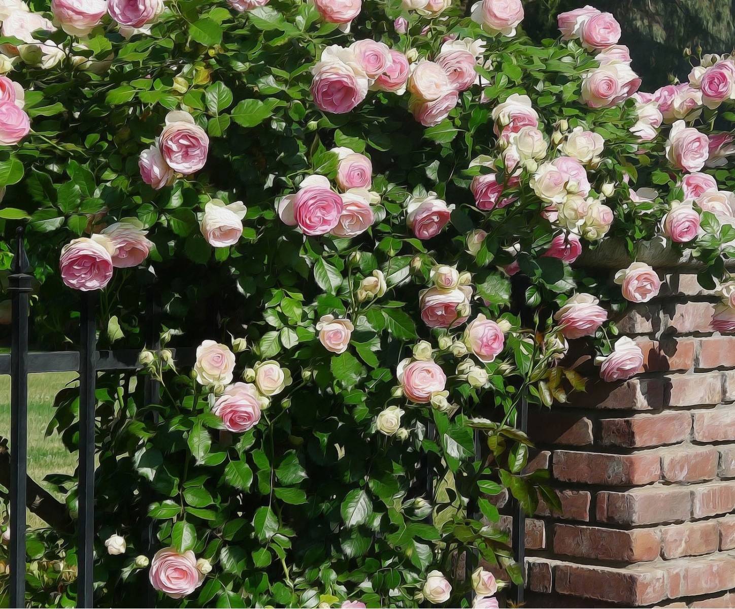 Описание плетистой розы хендель (handel), ее посадка и уход