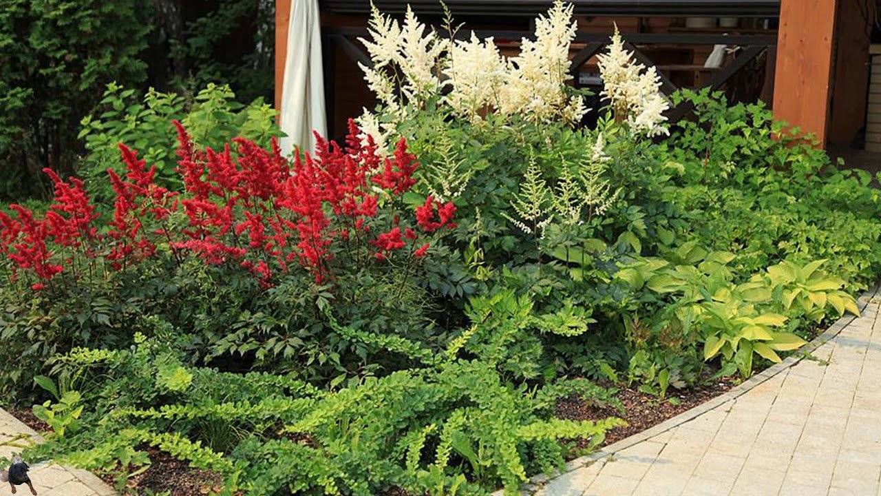 Астильба арендса — эффектное украшение сада: выращивание и использование в ландшафтном дизайне