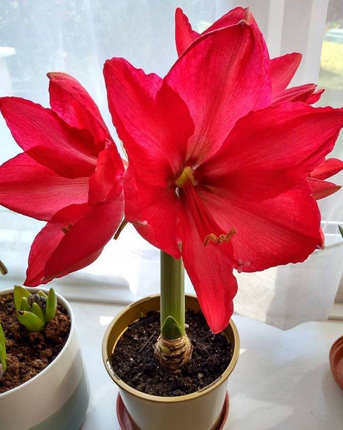Почему не цветет амариллис в домашних условиях, как спровоцировать цветение