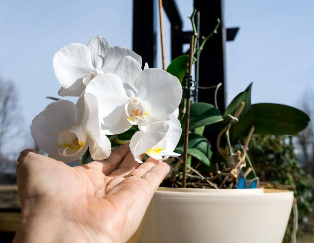 Как правильно осуществлять уход за орхидеей фаленопсис в домашних условиях
