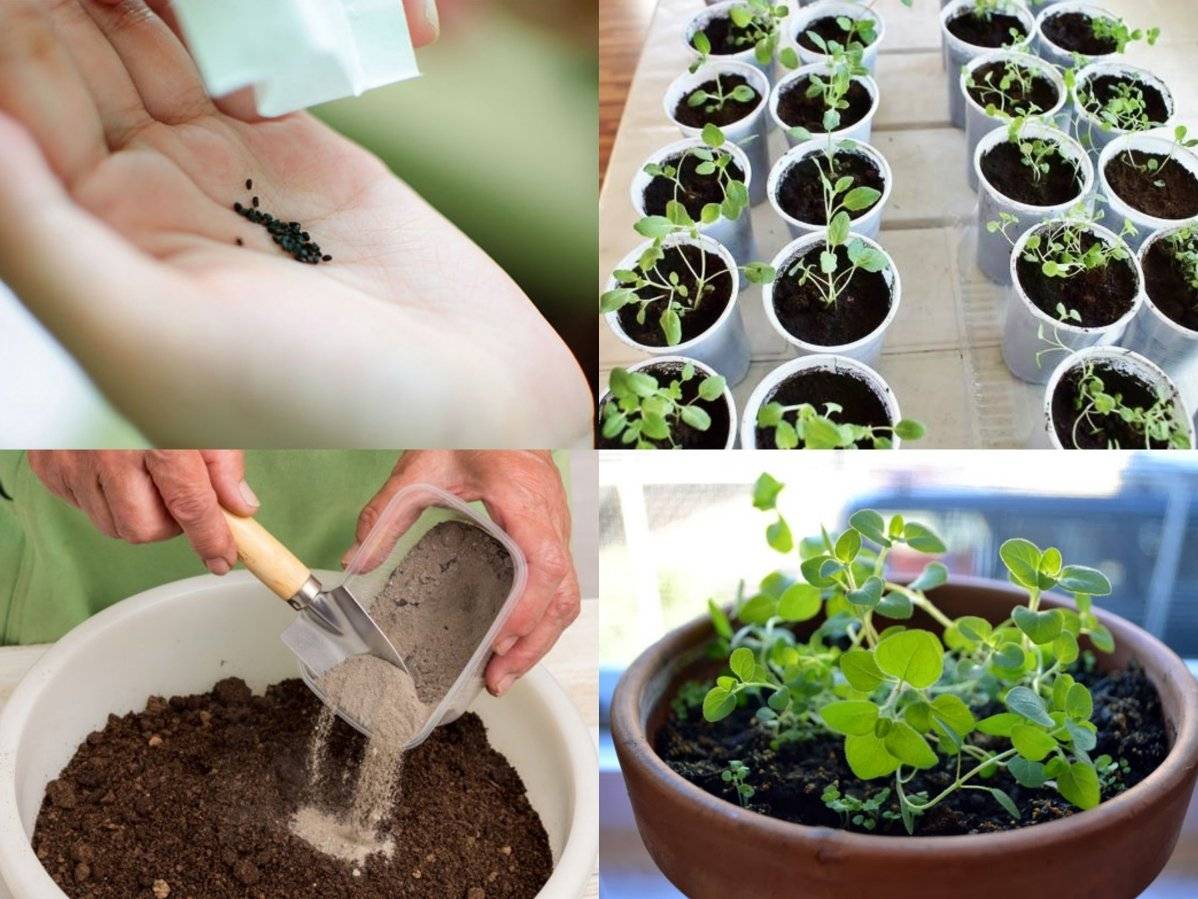 Как посеять мелкие семена равномерно — 7 простых способов