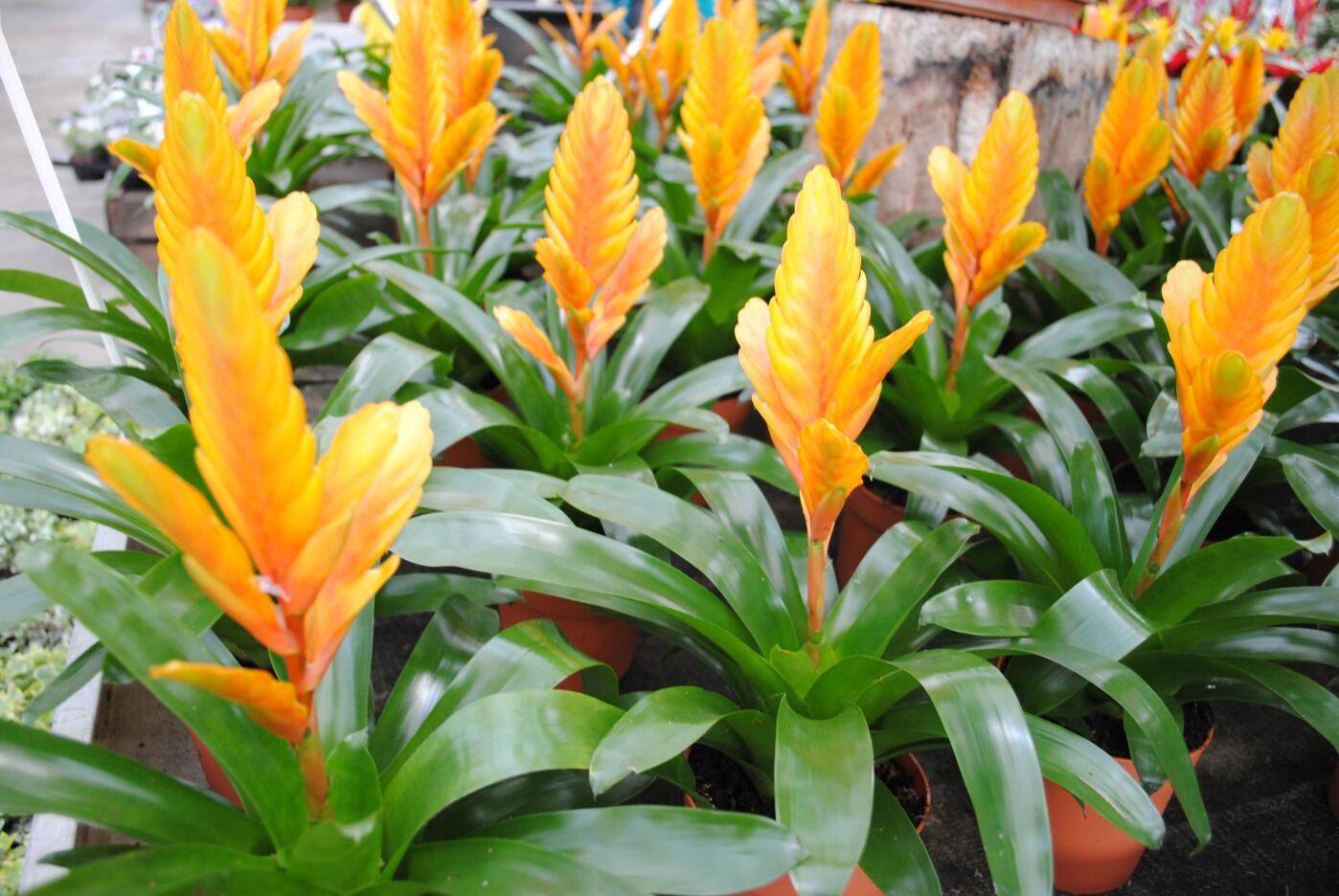 Вриезия: как ухаживать за растением в домашних условиях