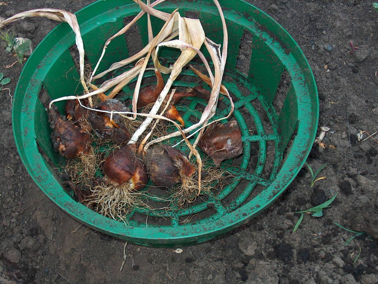 Как хранить луковицы тюльпанов после цветения зимой до посадки