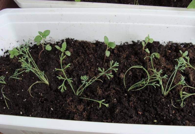Выращивание эшшольции из семян: посадка и уход за рассадой в домашних условиях