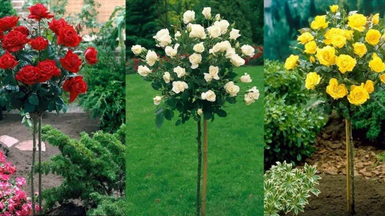 Штамбовая роза — как выбрать, посадить и ухаживать