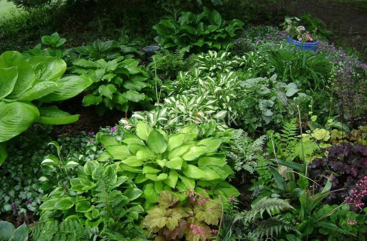 Что посадить в тени? топ-35 лучших растений для красивого тенистого сада (фото & видео)
