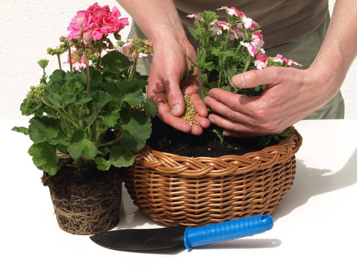 26 удобрения и подкормок для комнатных растений и цветов в домашних условиях