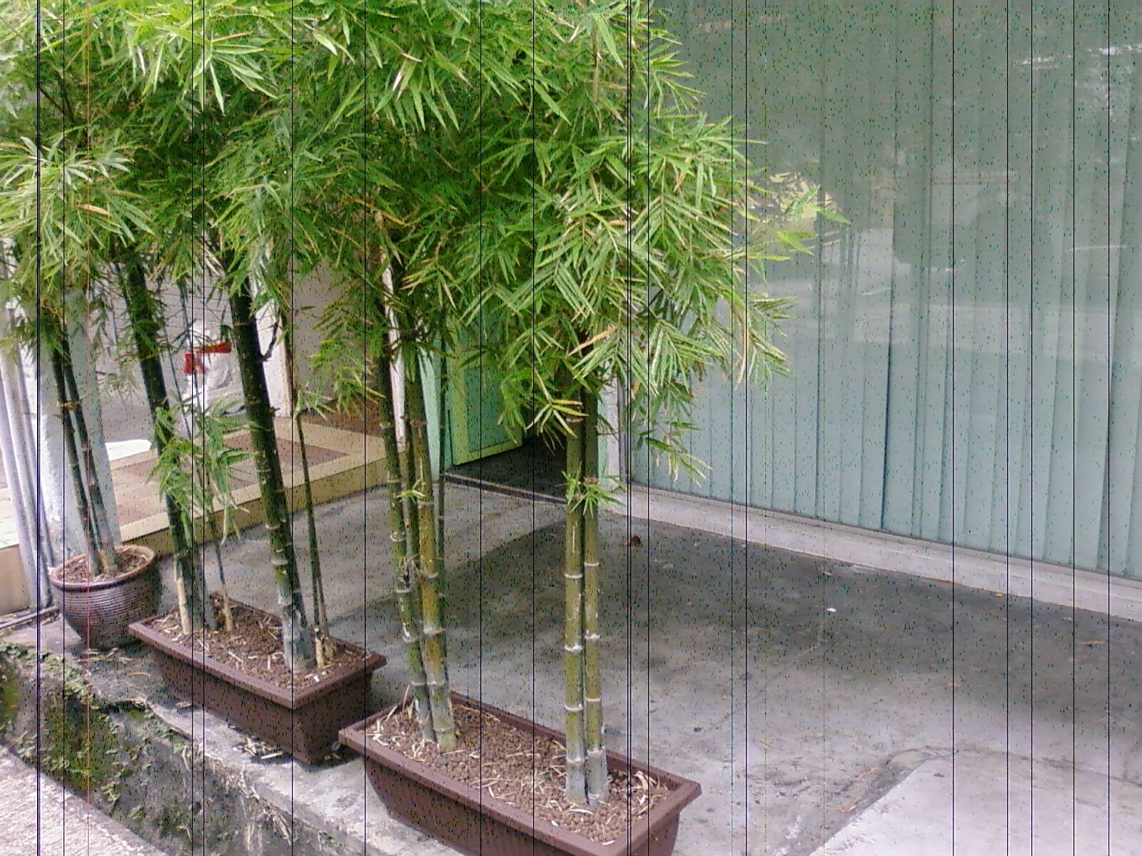 Как растить декоративный бамбук в домашних условиях
