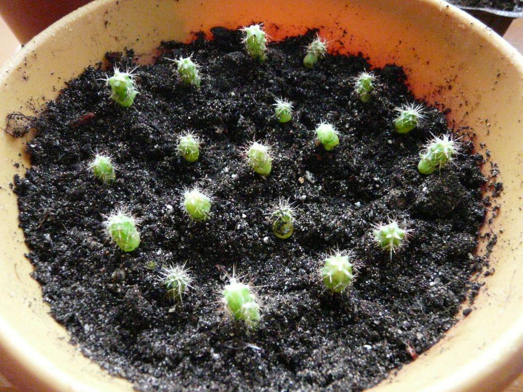 Как вырастить кактус: секреты выращивания в домашних условиях. особенности ухода за растением