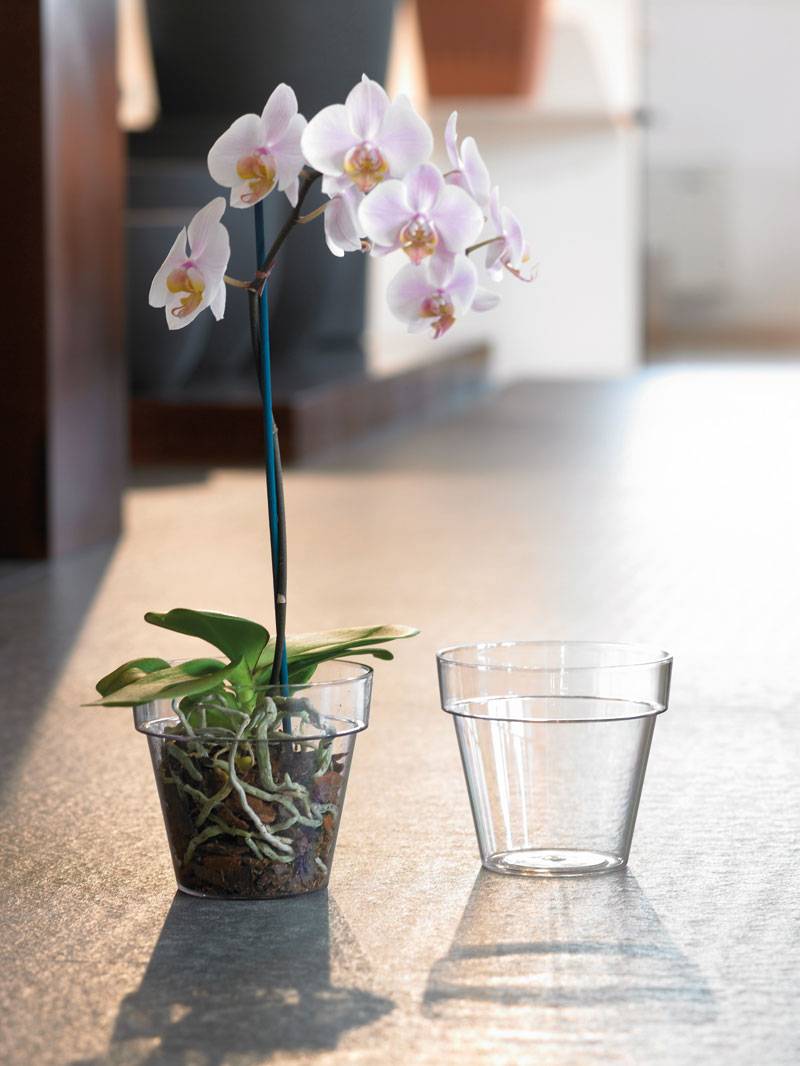 Какой должен быть горшок для орхидеи и фото правильных пластиковых емкостей, которые лучше подойдут для выращивания нескольких растений, а также нужны ли в них отверстия