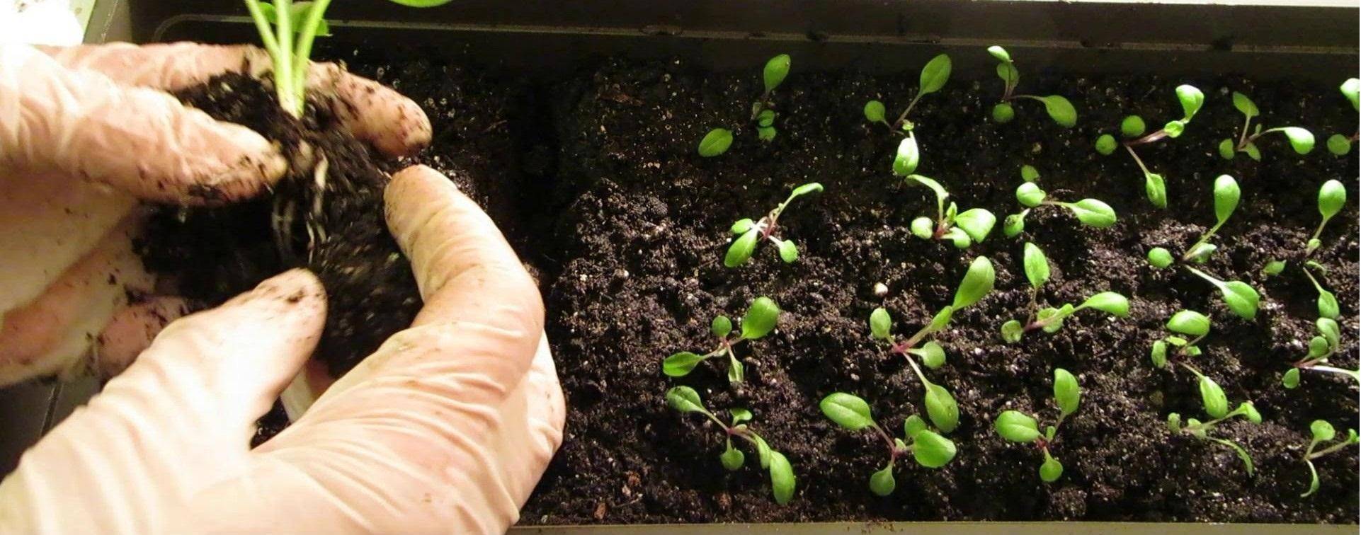 Кларкия выращивание из семян когда сажать на рассаду в домашних условиях