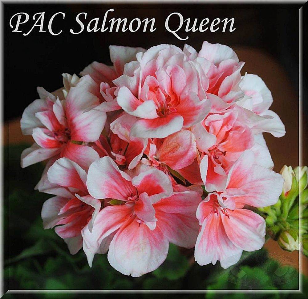 Пеларгония «салмон» (29 фото): описание пеларгоний «найт» и komtess, queen и других разновидностей