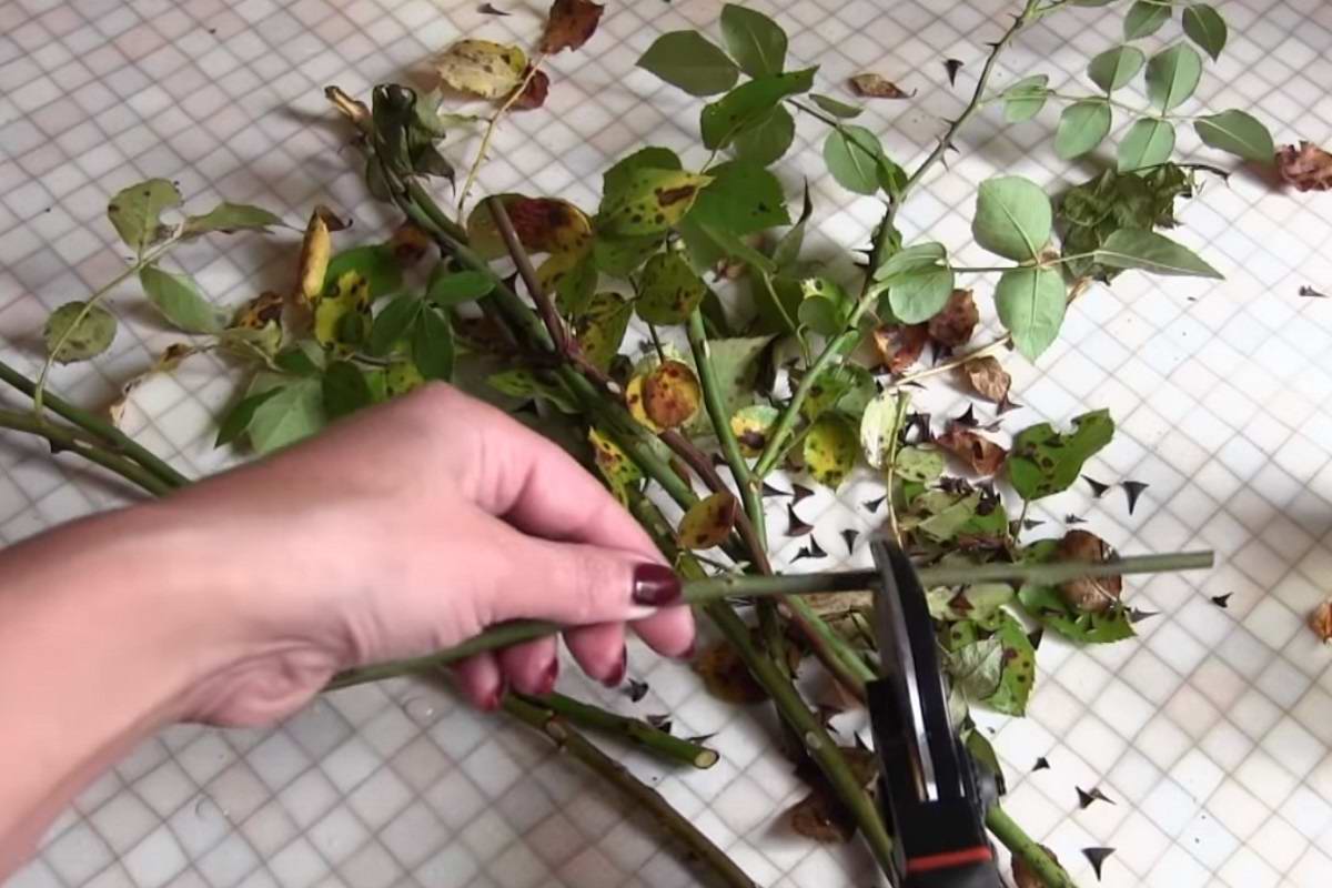 Размножение комнатной розы: как размножать черенками в домашних условиях, размножение роз из букета, фото