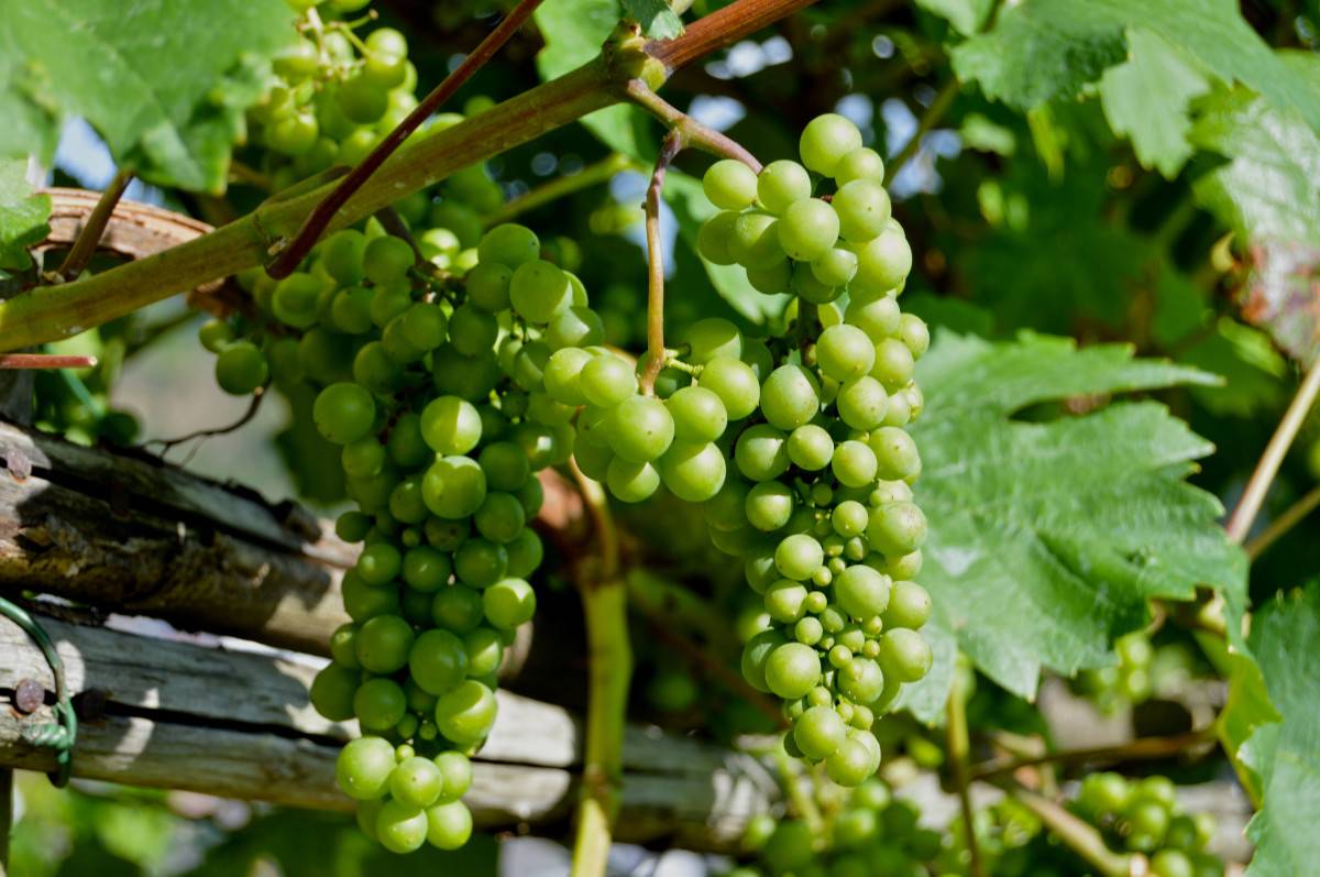 Девичий виноград — девственный плющ: выращивание, посадка и уход