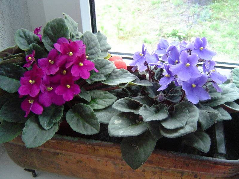 Особенности ухода за фиалками: выращиваем растение в домашних условиях