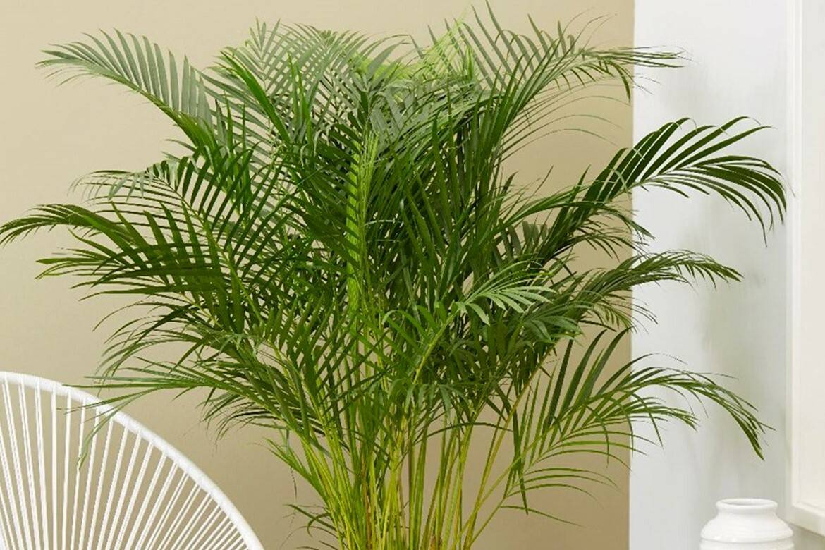 Тропические пальмы рода арека: особенности, разновидности и уход за культурой в домашних условиях