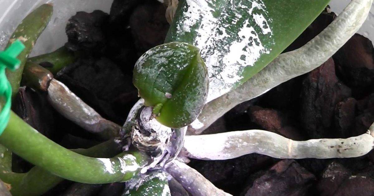 Эффективная борьба с мучнистым червецом на орхидее: химические средства