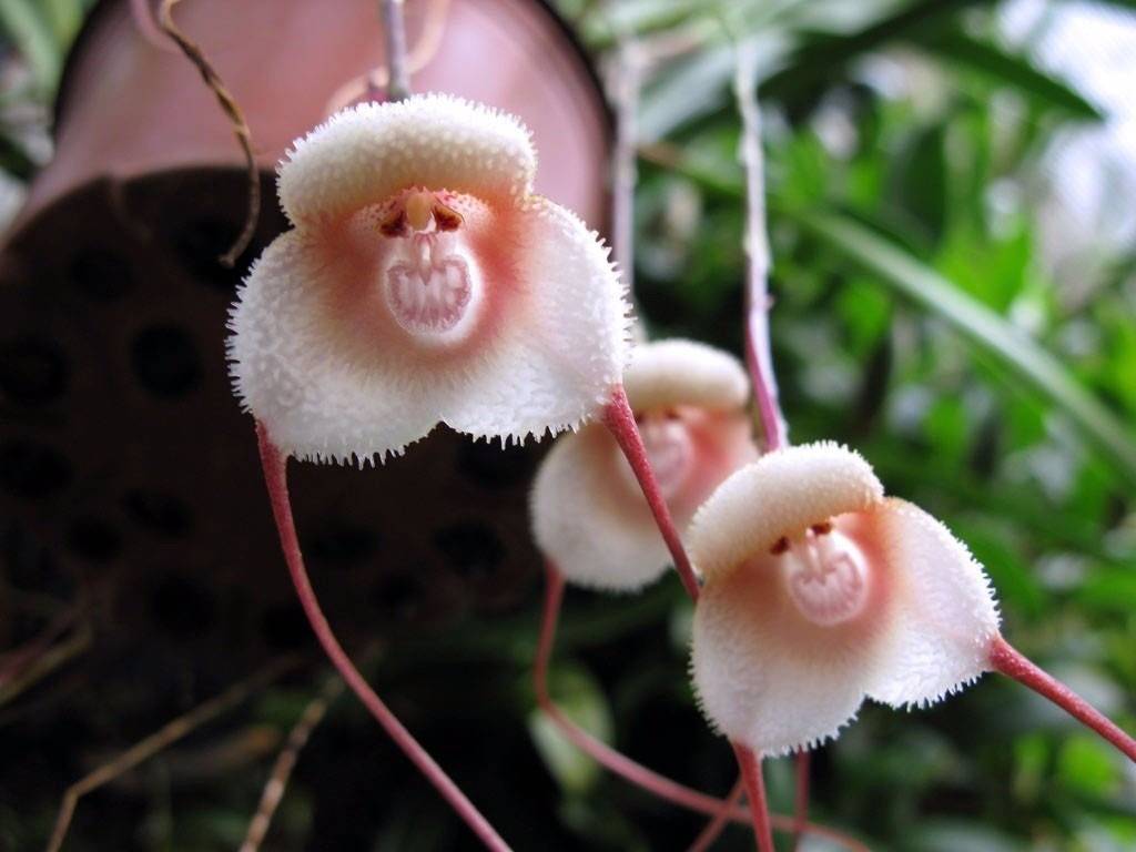 Орхидея балерина и фото необычных, редких экзотических видов цветов: дракула, морковка, обезьянки, призрак, спящий младенец, как цветут и уход в домашних условиях