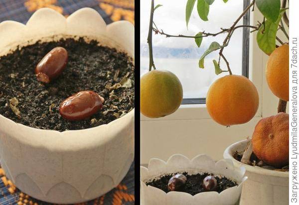 Как выращивать личи в домашних условиях из косточки - сад и огород