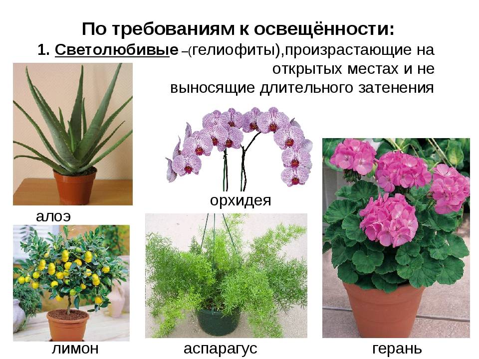 8 самых тенелюбивых комнатных растений. лучшие теневыносливые растения для дома. виды, описание, фото — ботаничка
