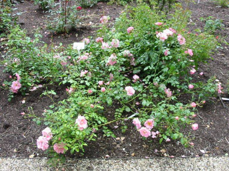 Розы: посадка и уход в открытом грунте для новичков