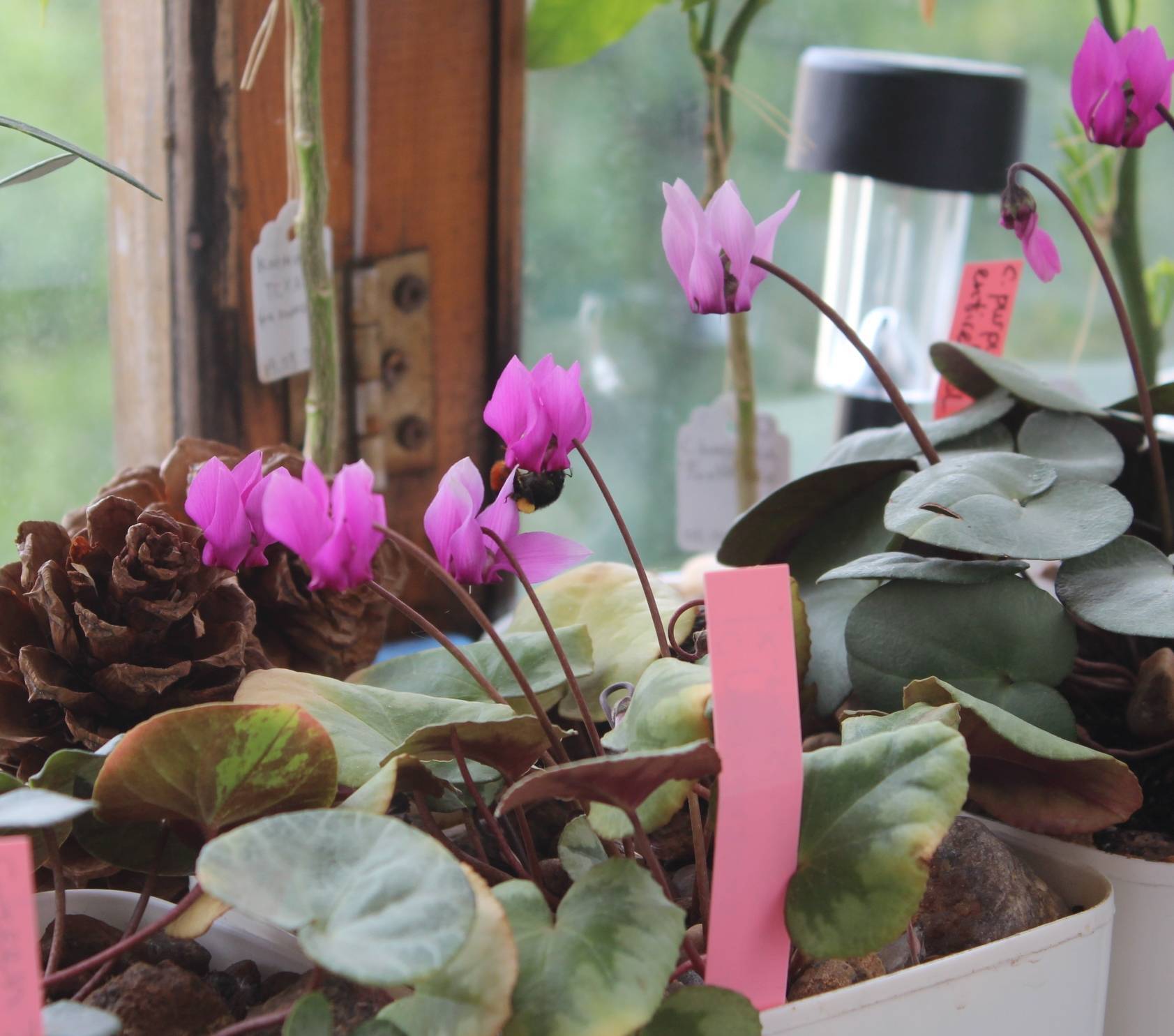 Альпийская фиалка (европейский цикламен): как называется это комнатное растение по-другому, а также фото и уход в домашних условиях за "бабушкиным" цветком