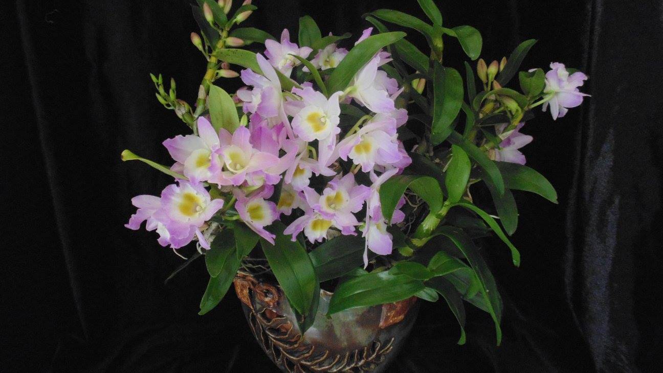 Дендробиум. советы по уходу за орхидеей