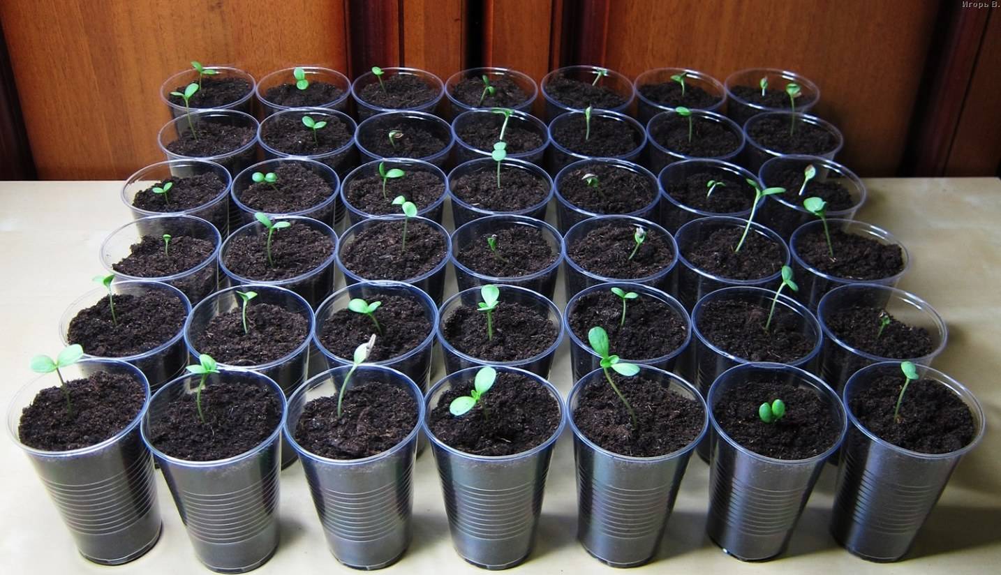 Семена гортензии — как выглядят и можно ли из них вырастить рассаду дома