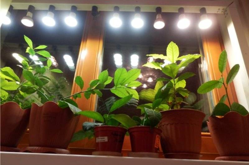 Искусственное освещение для растений - вся правда которую нужно знать. фитолампы, спектр и время освещения.