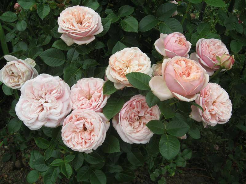 Роза Афродита (Aphrodite) — описание сорта