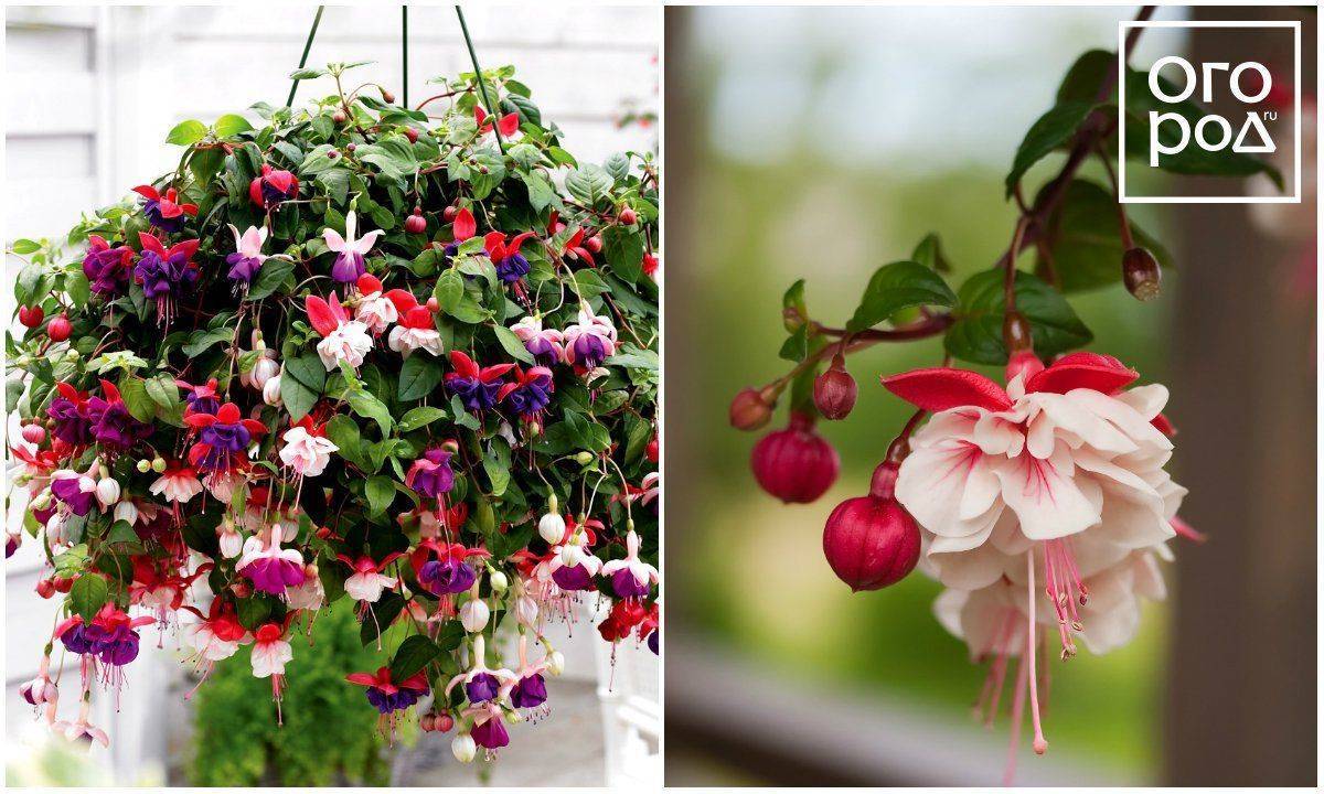 Что такое ампельные растения и ампельные цветы-однолетники