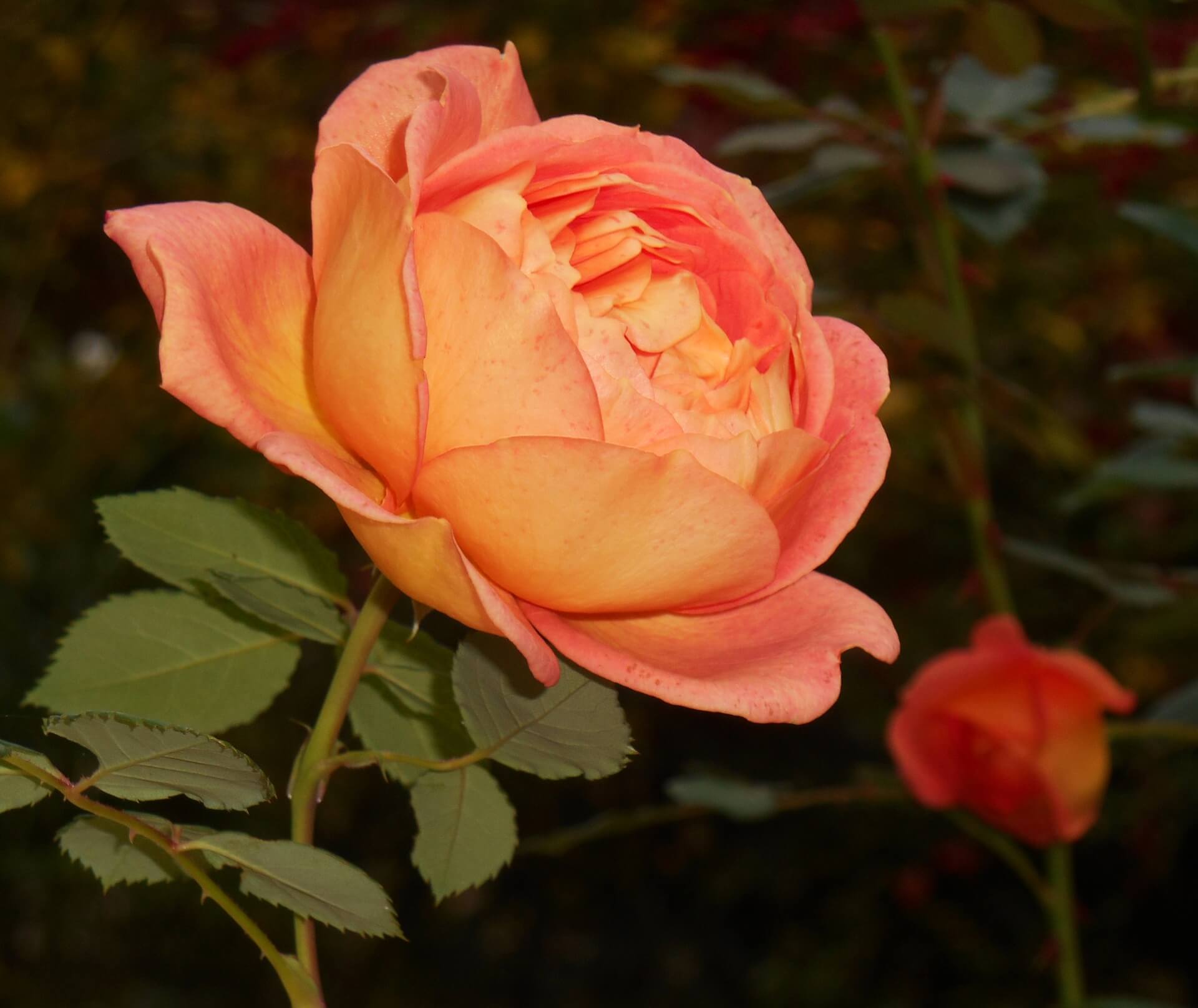 Английская красотка: роза леди оф шалот (lady of shalott)