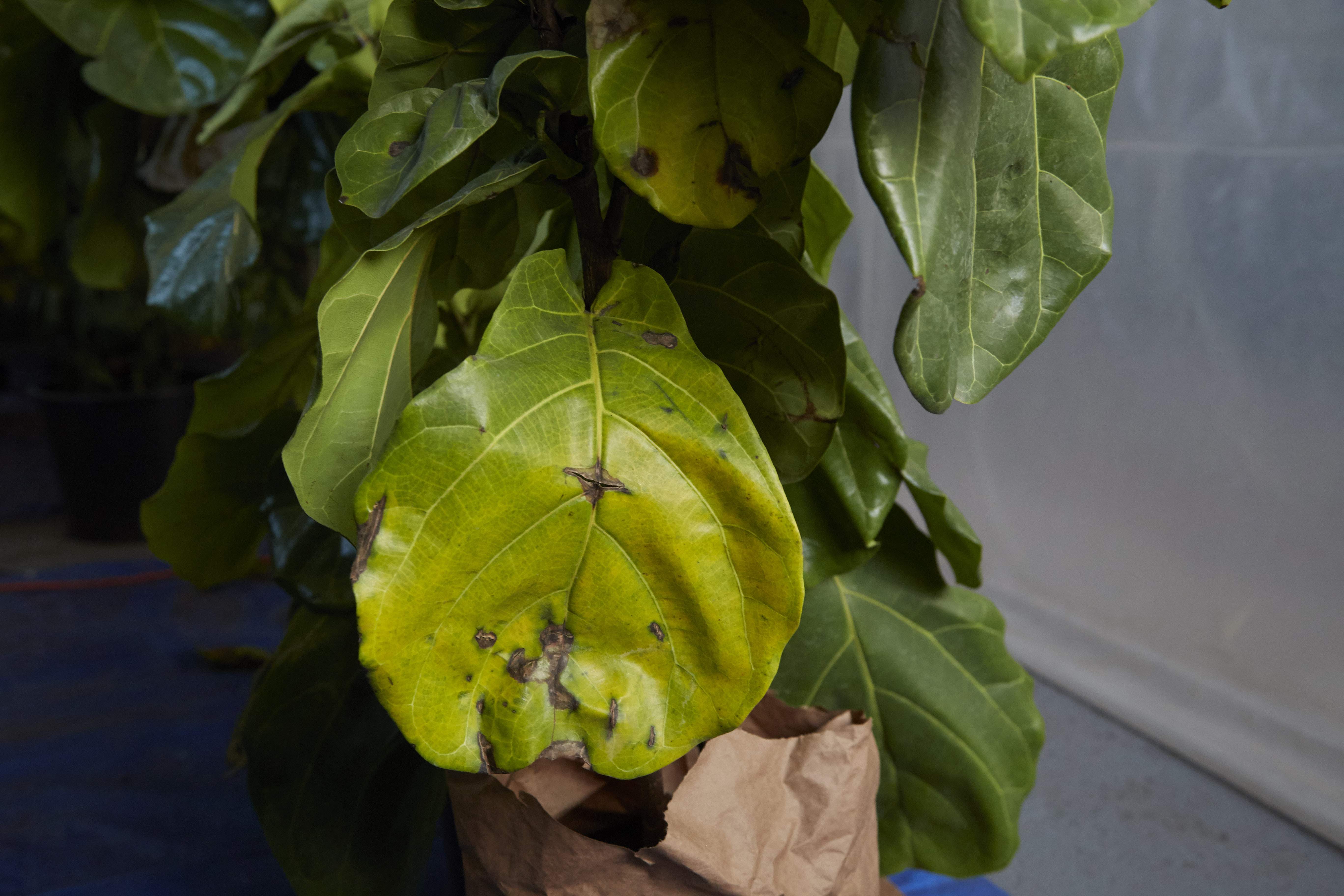 Почему у комнатных растений желтеют листья — причины и лечение