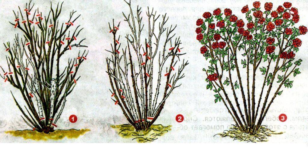 Подготовка роз к зиме: нужно ли обрезать, сроки и правила обрезки, необходимые инструменты, приостановка вегетации, укрытие от морозов