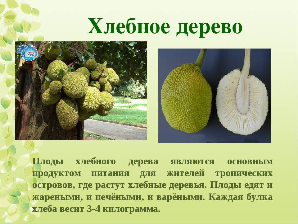 Хлебное дерево: описание и интересные факты, использование плодов и выращивание