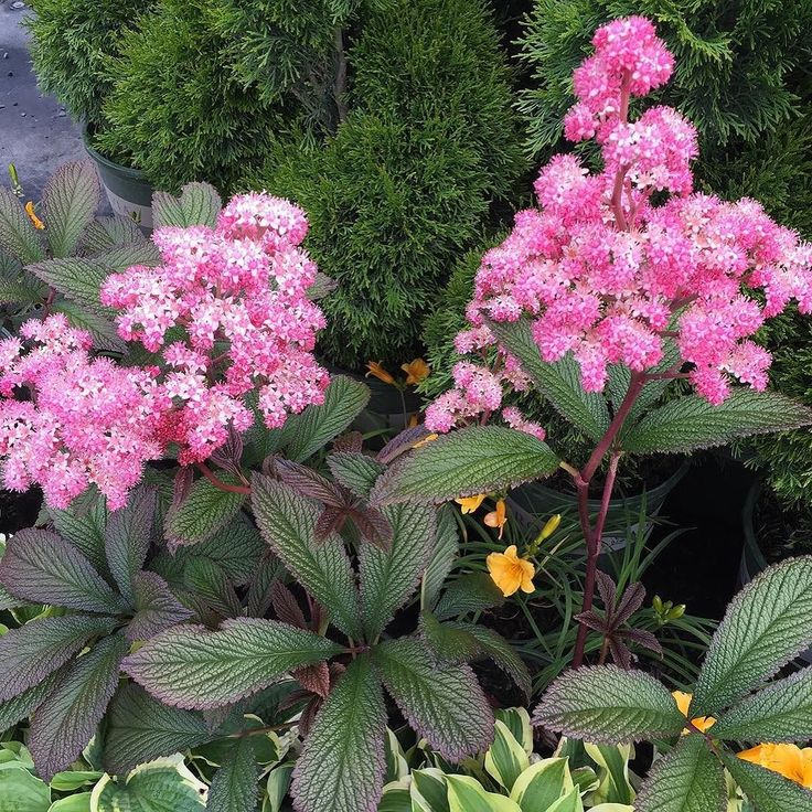Декоративные растения: самые красивые цветы-многолетники для сада, неприхотливые долгоцветущие для дачи  - 36 фото