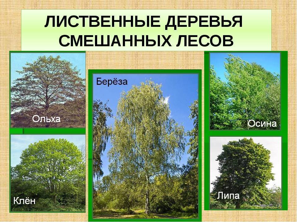 Виды и разновидности деревьев. какие бывают деревья в средней полосе — лиственные и хвойные деревья