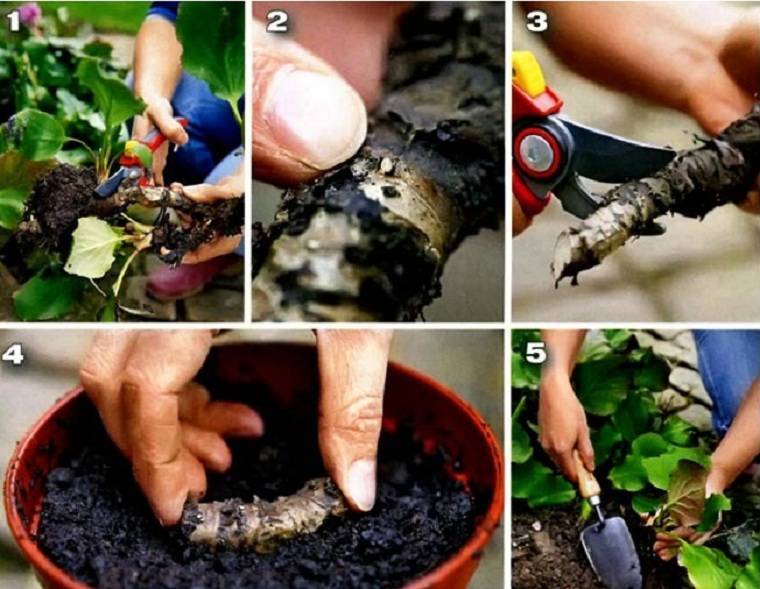 Особенности выращивания бадана: посадка и уход за этим растением. бадан в открытом грунте и способы его размножения - секреты садоводов