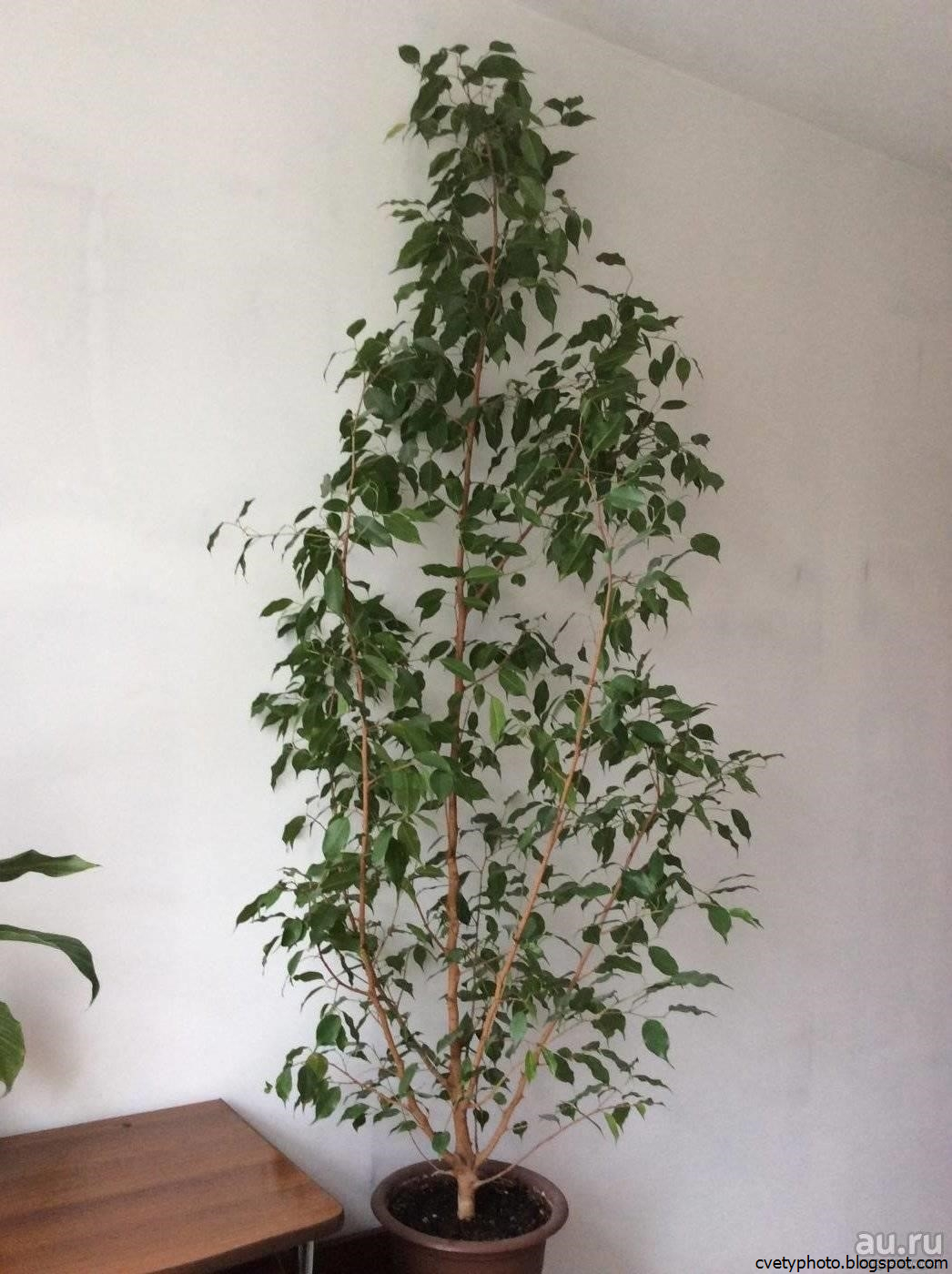 Циссус - правила ухода за «комнатной березкой» в домашних условиях