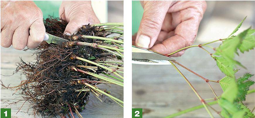 Выращивание диасции из семян: простые способы для ярких клумб