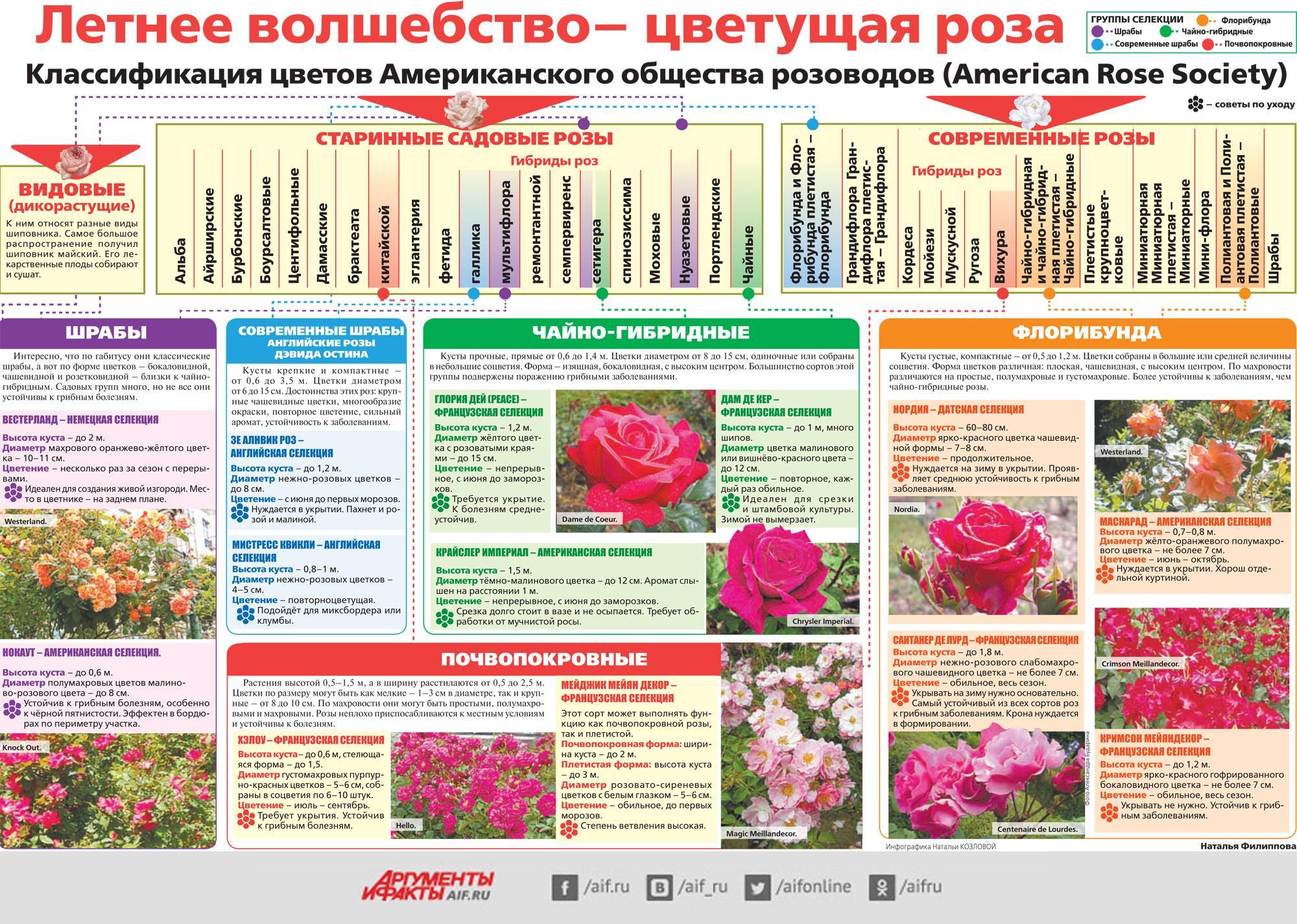 Плетистая роза лагуна: описание и характеристики сорта, выращивание и размножение