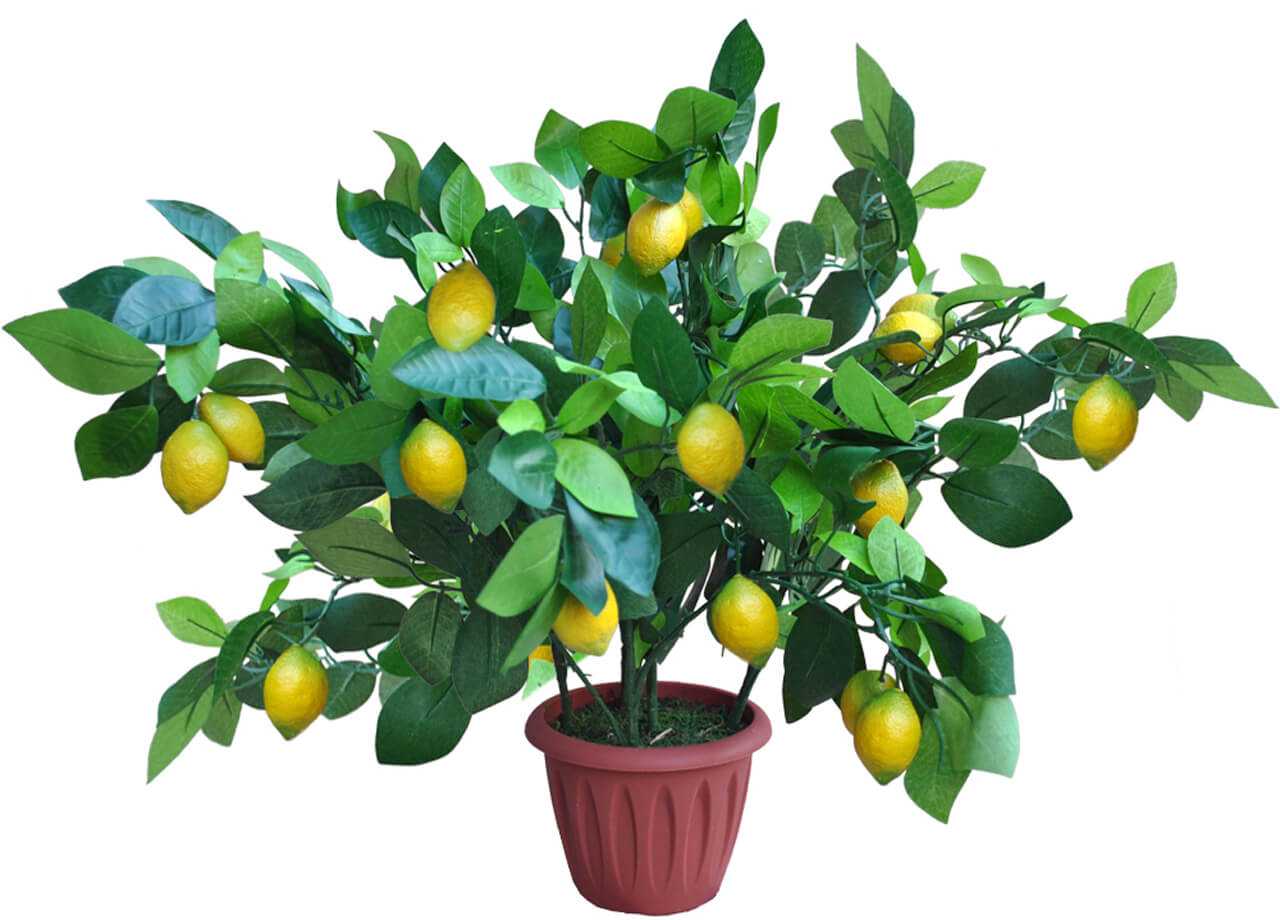 Как вырастить лимон из косточки в домашних условиях – пошаговая инструкция