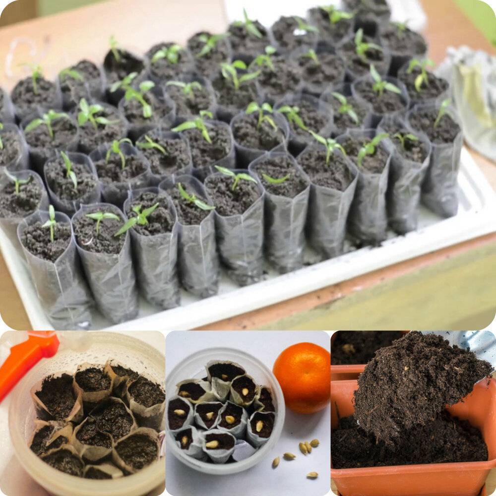 Выращивание гортензий семенами: от посева до высадки в открытый грунт