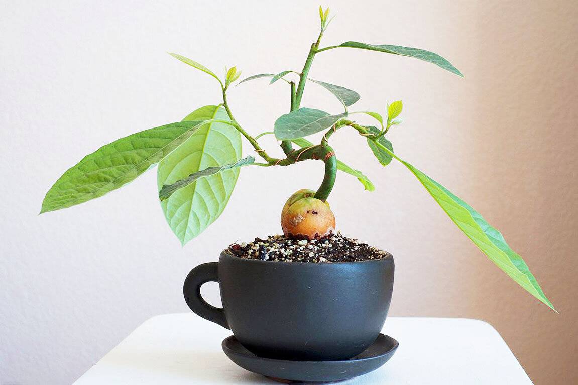 Секреты выращивания авокадо из косточки в домашних условиях