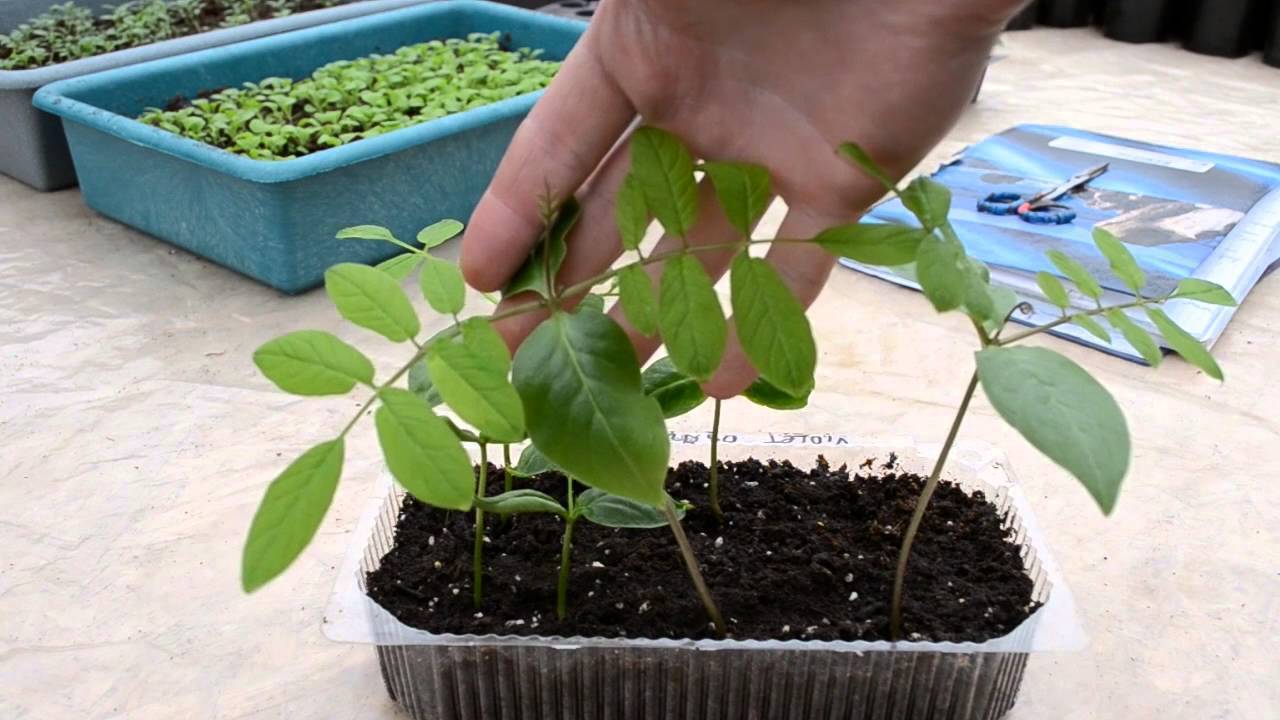 Кобея лазающая: выращивание из семян в домашних условиях