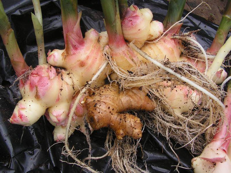 Имбирь: выращивание в домашних условиях, как вырастить из корнеклубня
