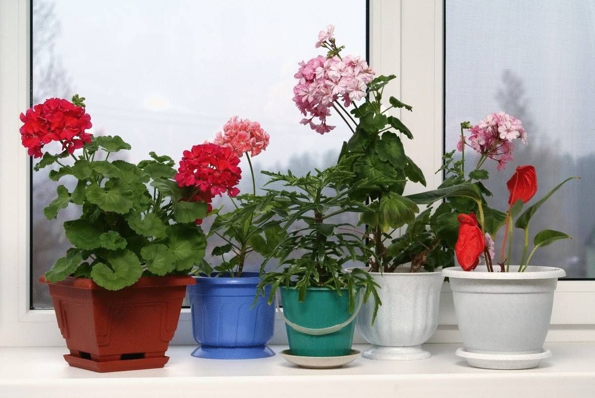 Растения для северного окна